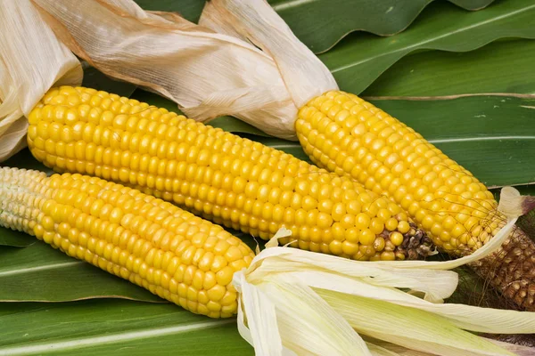 Három Kukoricacsutka Leveleken — Stock Fotó