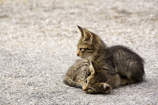 Zwei Kleine Kätzchen Auf Einer Straße Griechenland — Stockfoto