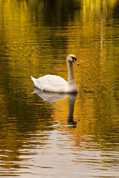 Elegant Swan Lake Fall Foliage Reflected Water Surface — Stock Photo, Image