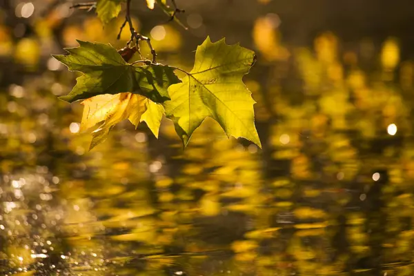 Suyun Üzerindeki Sonbahar Yaprakları Güneş Işığını Yansıtıyor — Stok fotoğraf