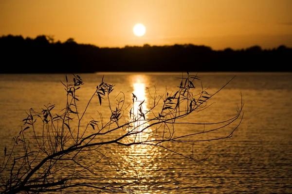 夕暮れ時の湖の柳の枝 — ストック写真