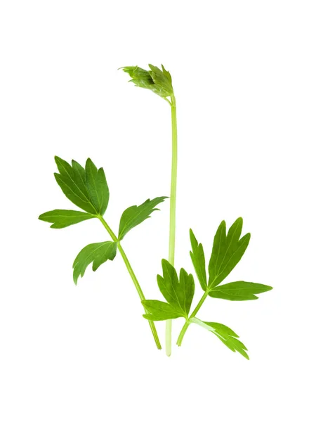 Lovage Leaves Isolated White — Stock Photo, Image