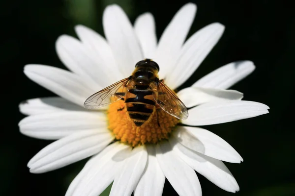 Vackra Blommor Blommigt Koncept Bakgrund — Stockfoto