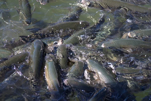 Schilderachtig Uitzicht Prachtige Haven — Stockfoto