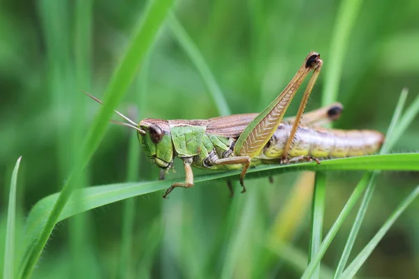 Insecte Sauterelle Insecte Prieur Invertébré — Photo