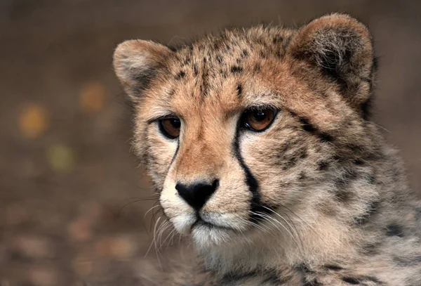 Close Young Cheetah — Stock Photo, Image