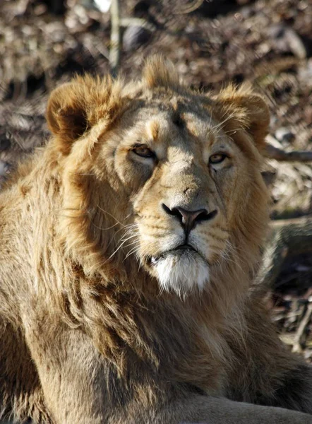 Løve Rovdyr Vilde Kødædende Kat - Stock-foto