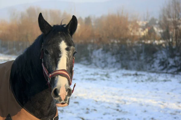 Caballos Aire Libre Animales Pasto — Foto de Stock