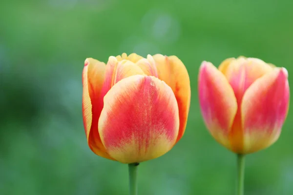 tulips in complementary contrast