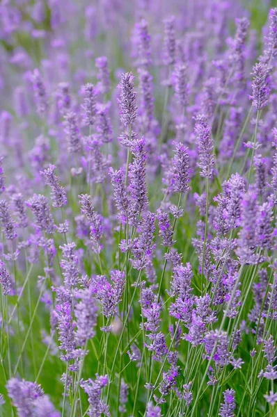 Lavanda Campo Flor —  Fotos de Stock