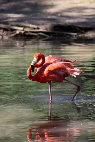 Vue Panoramique Belle Oiseau Flamant Rose Nature — Photo