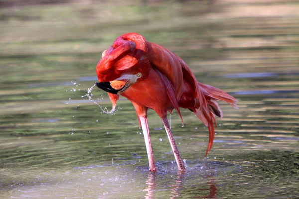 Vue Panoramique Belle Oiseau Flamant Rose Nature — Photo