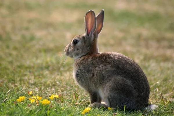 Animales Jóvenes Enfoque Selectivo — Foto de Stock