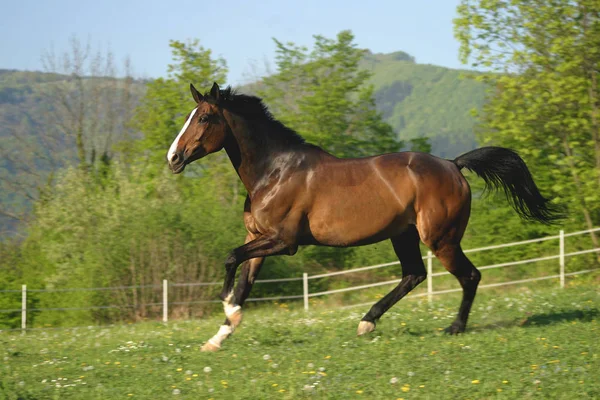 Bonito Cavalo Selvagem Natureza — Fotografia de Stock