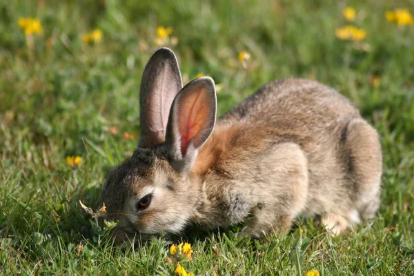 Conigli Selvatici Durante Alimentazione — Foto Stock