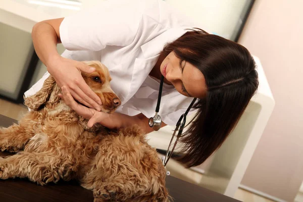 Veterinário Examinando Cão Clínica — Fotografia de Stock