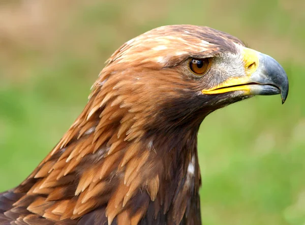 Vacker Utsikt Över Vacker Örn Fågel Naturen — Stockfoto