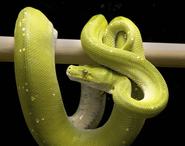 snake animal, carnivorous reptile