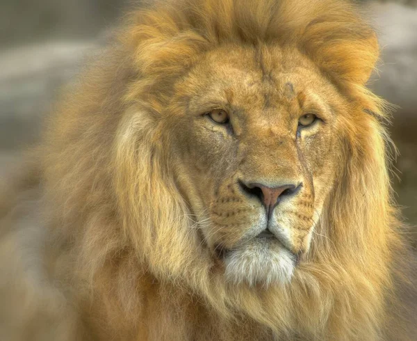 Africano Leão Selvagem Grande Gato Animal — Fotografia de Stock
