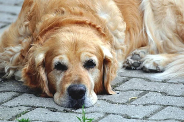 Porträt Eines Süßen Hundes — Stockfoto