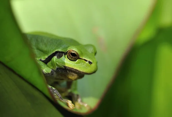 Animal Anfibio Reptil Rana — Foto de Stock