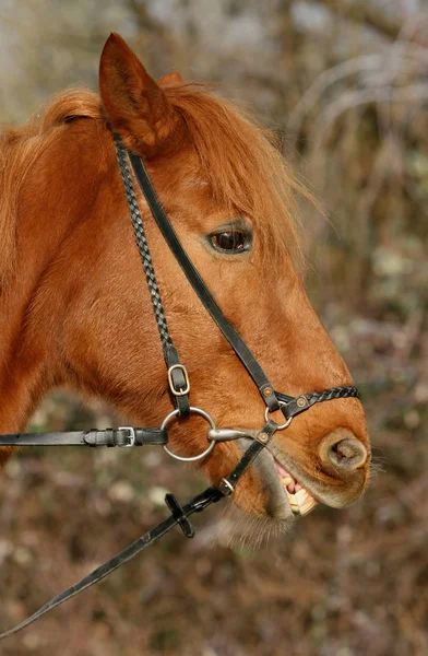 Cavallo Nel Campo — Foto Stock