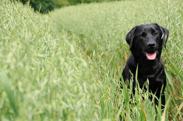 Zwarte Labrador Hond Huisdier — Stockfoto