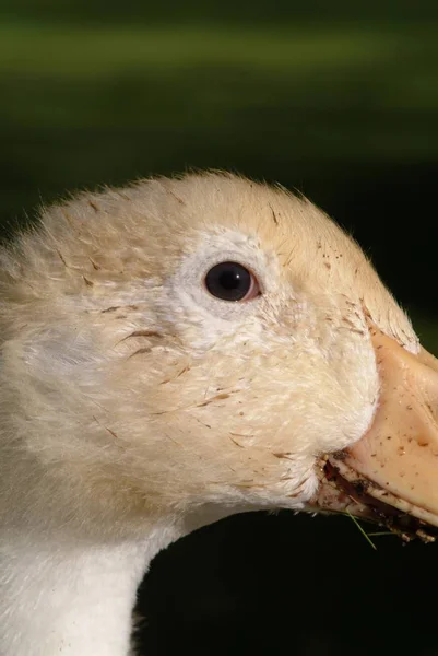 Eend Groeit Uit Tot Een Eend Portret — Stockfoto