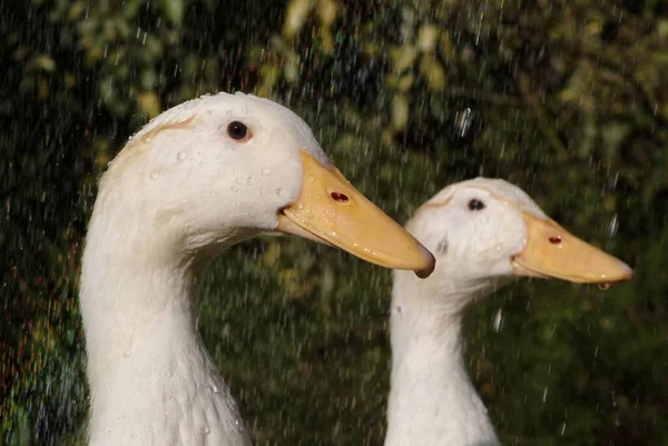 鸭子在雨中 — 图库照片