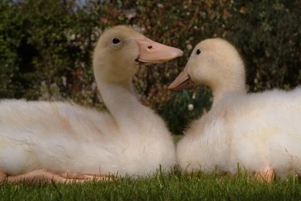 Pair Older Ducklings — Stock Photo, Image