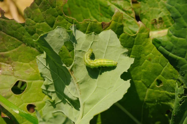 Kale Crop Being Eaten Pests — Stock Photo, Image