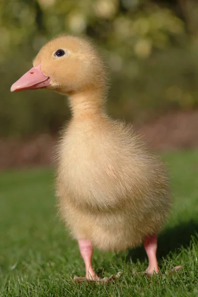 Cerrar Retrato Los Jóvenes Patos — Foto de Stock