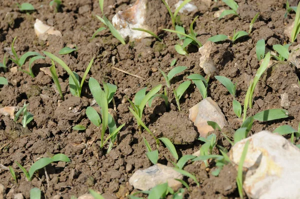 Sorghum Játék Borító Csírázás — Stock Fotó