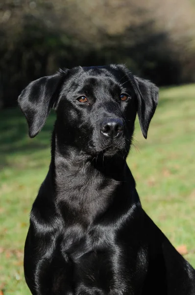 Porträtt Söt Hund — Stockfoto