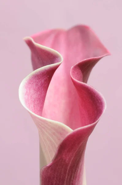 Calla Fleur Lys Sur Fond Rose — Photo