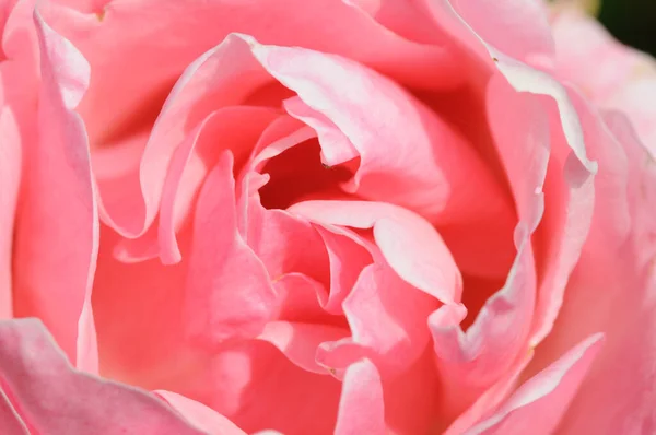 Cierre Del Centro Una Rosa Rosa — Foto de Stock