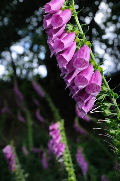 Foxglove Flor Botânica Beleza — Fotografia de Stock