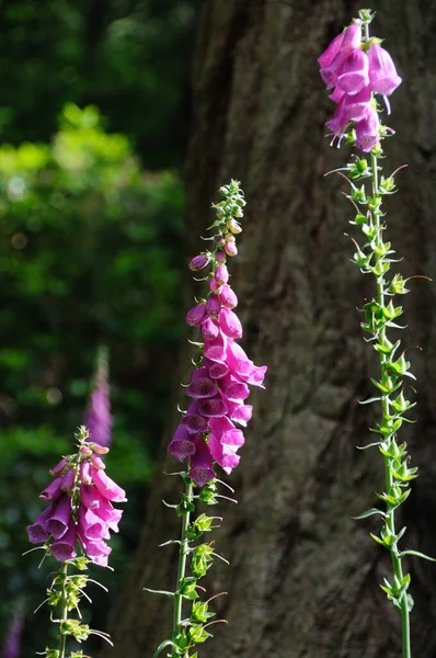Цветок Перчатках Красота Ботаники — стоковое фото