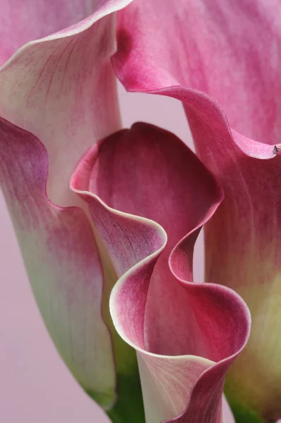 Close Van Een Groep Van Drie Calla Lelies Een Roze — Stockfoto