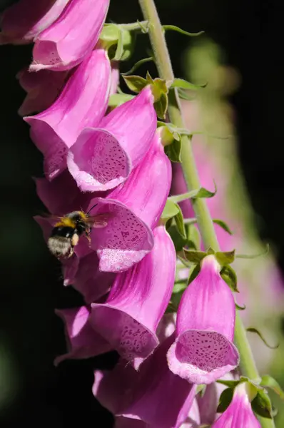 Fiore Guanto Volpe Botanica Bellezza — Foto Stock