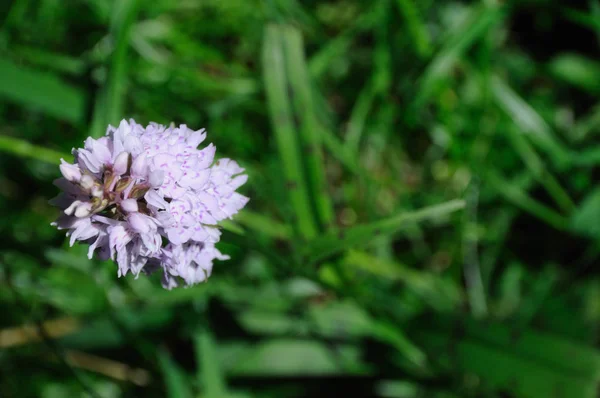 Natursköna Vackra Färgglada Orkidé Blomma — Stockfoto