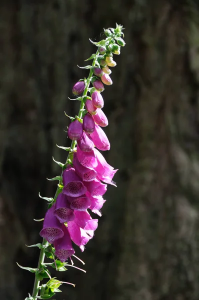 Foxrukavice Květina Botanická Krása — Stock fotografie