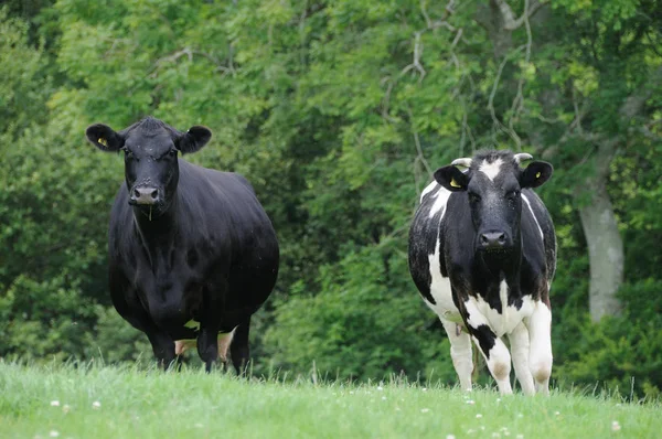 Vue Panoramique Vaches Domestiques Mignonnes — Photo