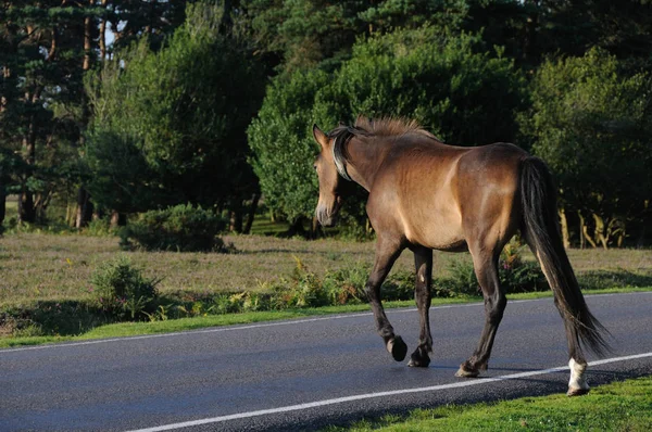 New Forest pony crossing a road