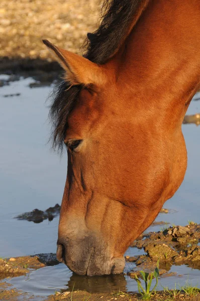 New Forest Pony Watering Hole — Stock Photo, Image