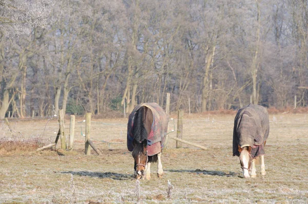 Caballos Aire Libre Animales Pasto —  Fotos de Stock