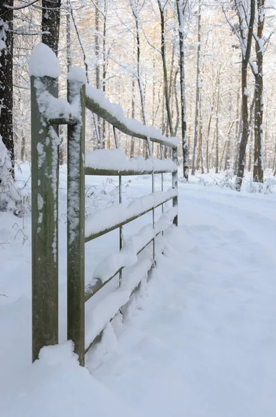 Sněhem Pokrytá Lesní Cesta — Stock fotografie