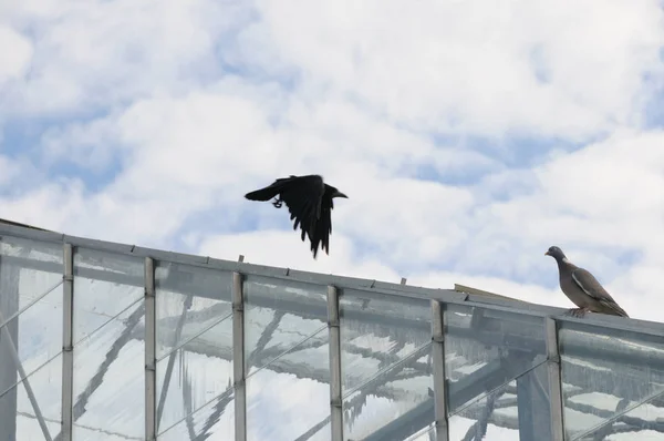 乌鸦和鸽子在温室的顶部 — 图库照片