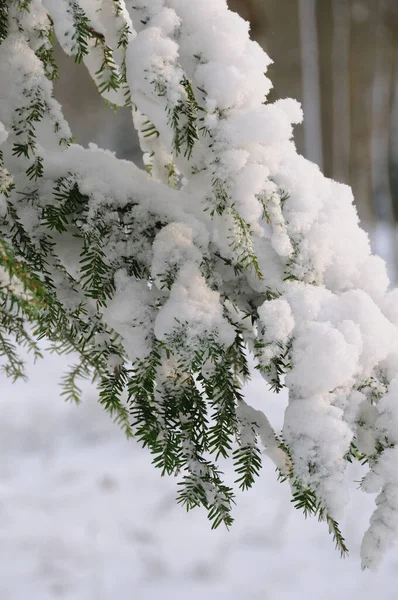 Schnee Bedeckt Jeden Grünen Baum — Stockfoto
