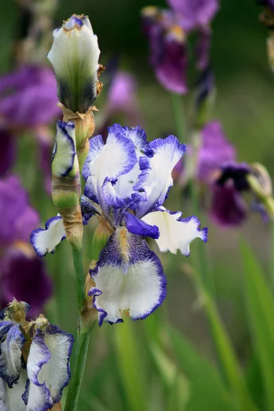 Vista Panoramica Bellissimo Fiore Iris — Foto Stock